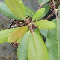 Rhododendron qiaojiaense